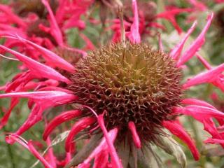 Monarda hybride 'Squaw'