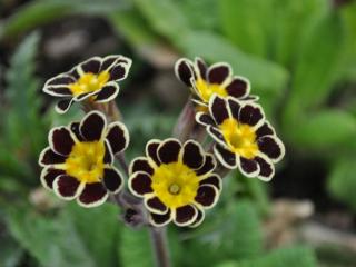Morina longifolia