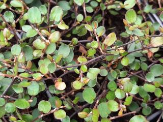 Muehlenbeckia complexa