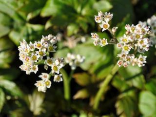 Mukdenia rossii 'Karasuba'