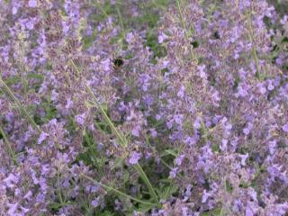 Nepeta faassenii 'Senior' (stek)