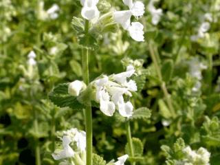 Nepeta faassenii 'Alba'