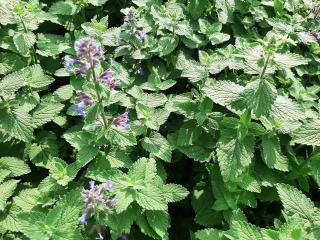 Nepeta faassenii 'Blue Wonder'