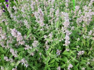 Nepeta faassenii 'Gletschereis'