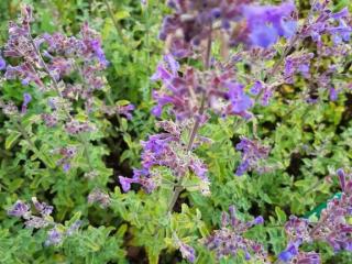 Nepeta faassenii 'Grol'