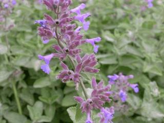 Nepeta faassenii 'Kit Cat'