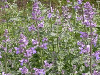 Nepeta faassenii 'Six Hill's Giant'