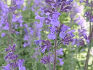 Nepeta faassenii 'Walker's Low'