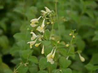 Nepeta govaniana