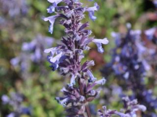 Nepeta grandiflora 'Bramdean'