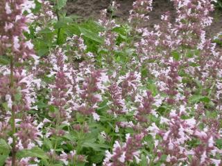 Nepeta grandiflora 'Dawn to Dusk'