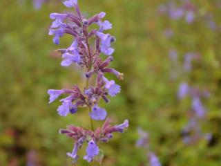 Nepeta grandiflora 'Poolbank'