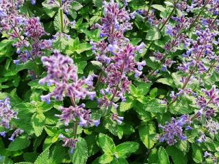 Nepeta grandiflora 'Summer Magic'