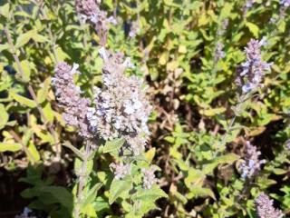 Nepeta grandiflora 'Veluws blauwtje'