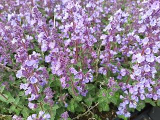 Nepeta hybride 'Cat's Pajamas' (PBR)