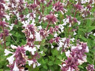 Nepeta hybride 'Florina'