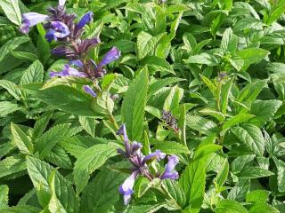 Nepeta kubanica