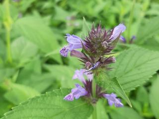 Nepeta manchuriensis 'Manschu Blue'