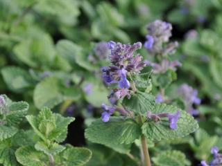 Nepeta mussinii