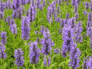 Nepeta nervosa