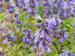 Nepeta nervosa 'Neptune'