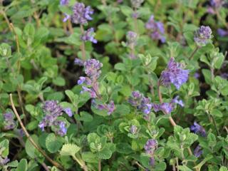 Nepeta racemosa 'Grog'