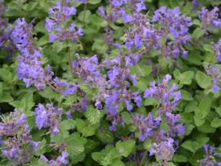 Nepeta racemosa 'Little Titch'