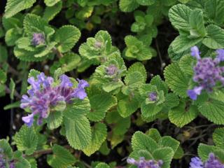 Nepeta racemosa 'Odeur Citron'