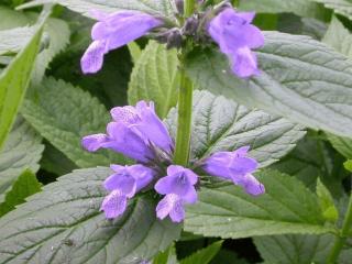 Nepeta subsessilis