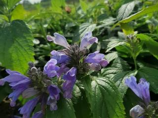 Nepeta subsessilis 'Laufen'