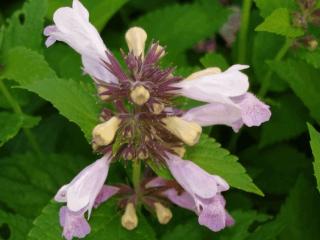 Nepeta subsessilis 'Sweet Dreams'