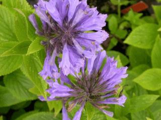 Nepeta subsessilis 'Washfield'