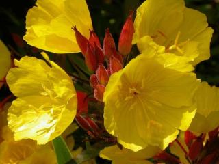 Oenothera fruticosa (tetragona)