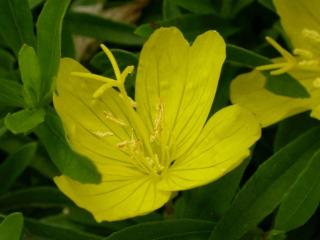 Oenothera fruticosa 'African Sun' ®