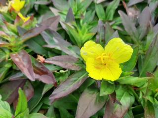 Oenothera fruticosa 'Erica Robin'