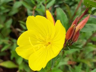 Oenothera fruticosa 'Fyrverkery'