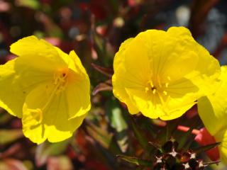 Oenothera fruticosa 'Sonnenwende'