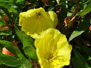 Oenothera macrocarpa (missouriensis)