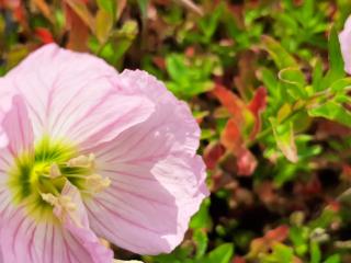 Oenothera speciosa 'Soft Pink'