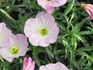 Oenothera speciosa 'Siskyou'