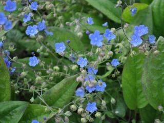 Omphalodes cappadocica 'Cherry Ingram'