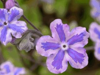 Omphalodes cappadocica 'Starry Eyes'