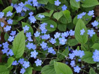 Omphalodes verna