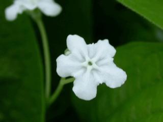 Omphalodes verna 'Alba'