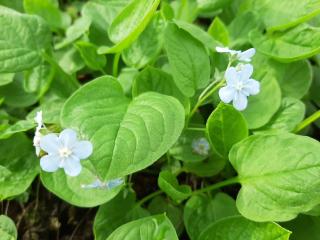 Omphalodes verna 'Elfenauge'