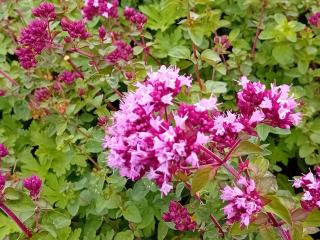 Origanum hybride 'Rosenkuppel'