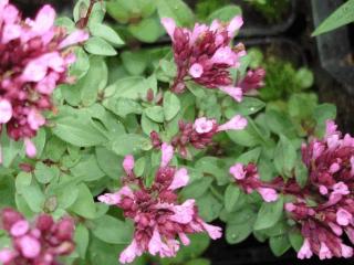 Origanum laevigatum 'Herrenhausen'