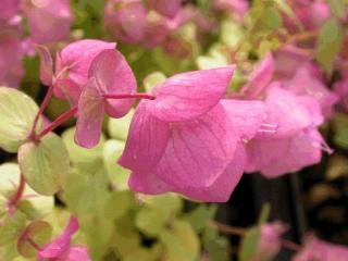 Origanum rotundifolium 'Kent Beauty'