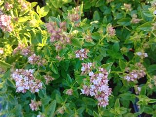 Origanum vulgare 'Album'