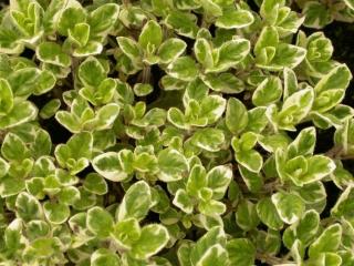 Origanum vulgare 'County Cream'